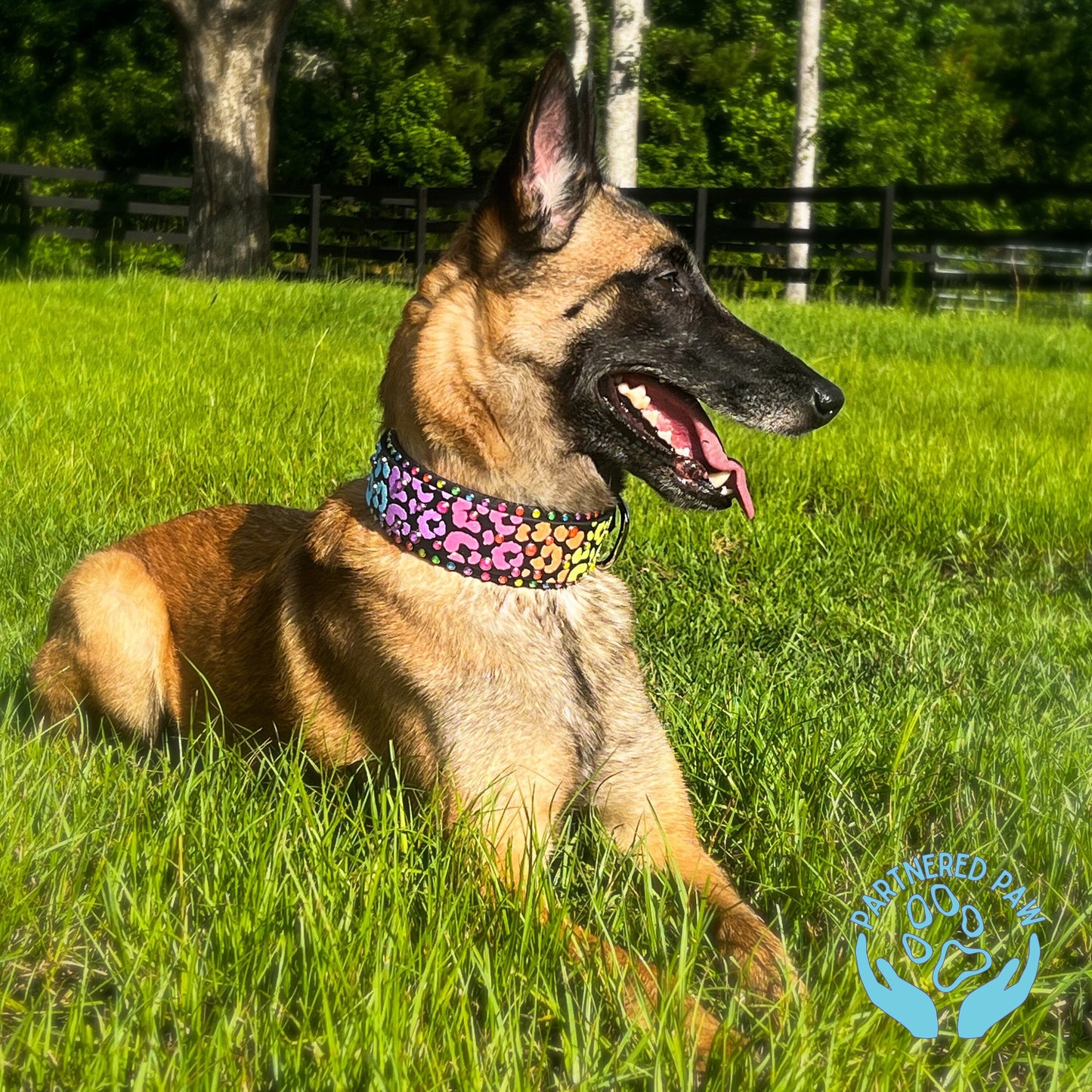 Neon Electric Leopard Wide Dog Collar