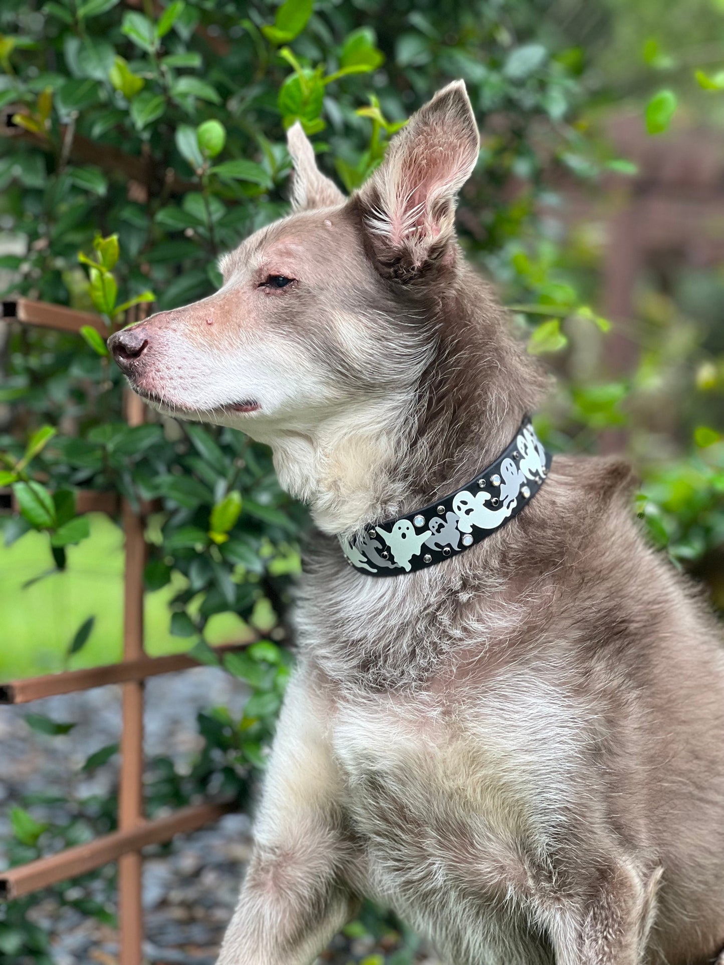 Spooky Ghost Glow in the Dark Wide Dog Collar