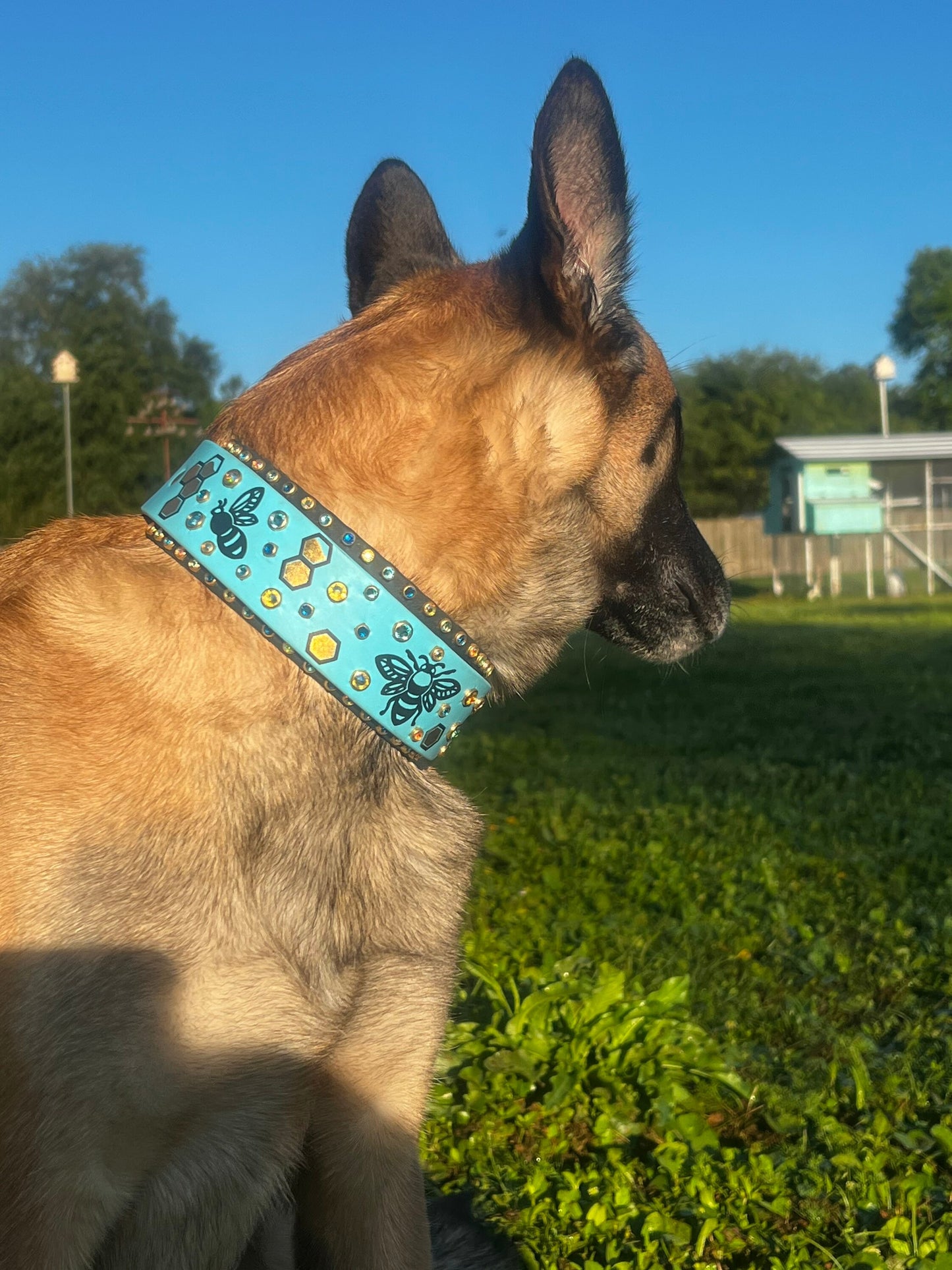 Bumble Bee Jubilee 1.5" Biothane Dog Collar