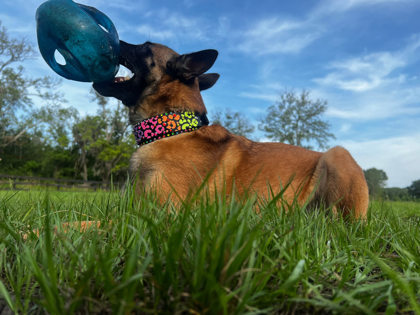 Neon Electric Leopard 1.5" Dog Collar